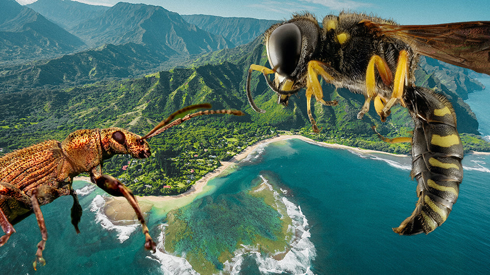 A Hawaiian island with a wasp and beetle in the foreground.