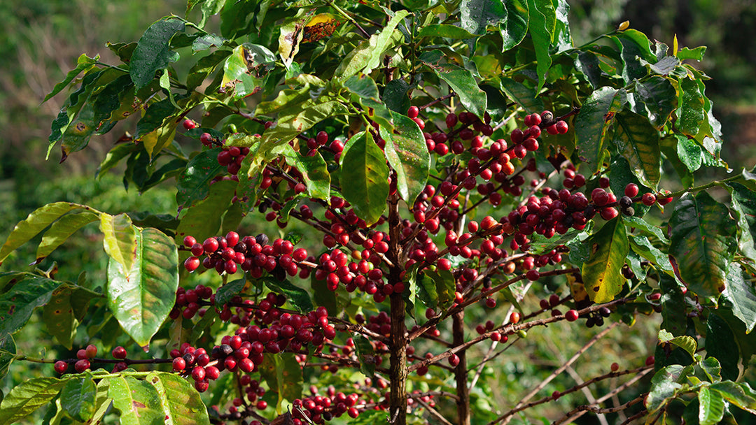 A Red Bourbon coffee tree in Carmo de Minas, Brazil.