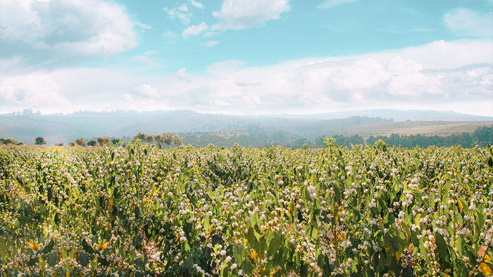 A lot of coffee trees overlooking a Brazilian vista.