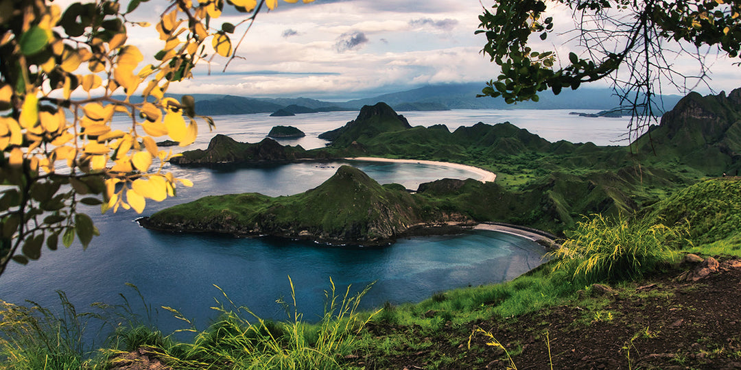 Indo-Pacific - Flores