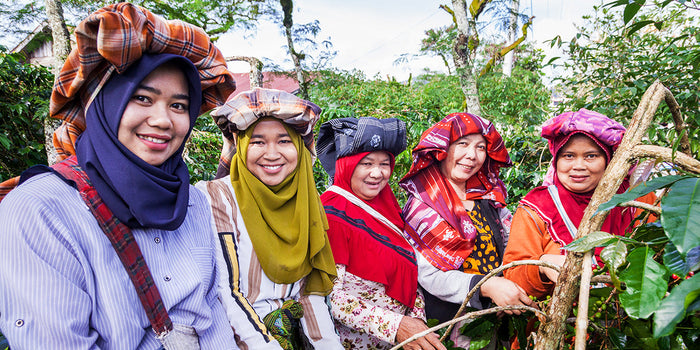 Farmers pick coffee cherries in Sumatra, Indonesia.