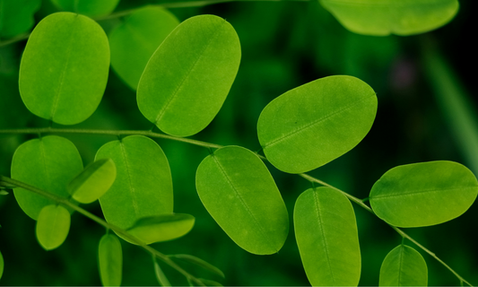 Moringa Tree