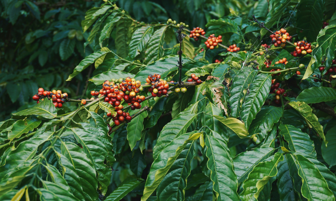 Coffee cherries growing on a tree