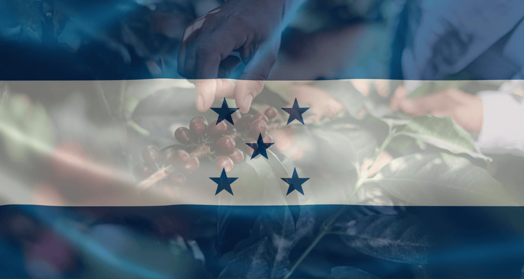 Picking coffee cherries overlaid with a Honduran Flag