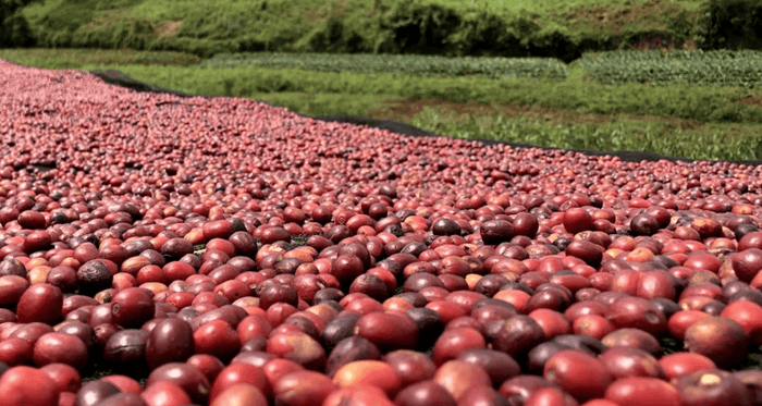 Coffee cherries drying on raised beds