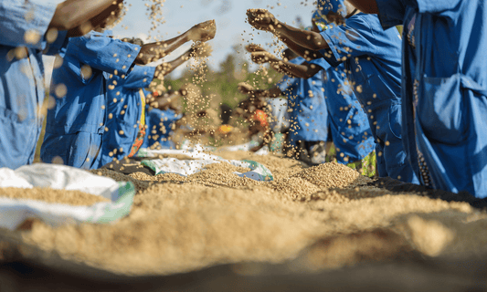 African coffee farmers sorting coffee beans
