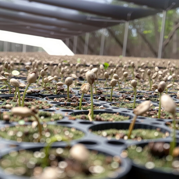 Roaster's Choice Coffee Subscription