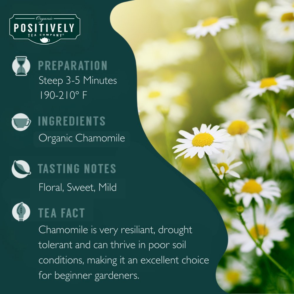 Organic Chamomile - Tea Bags